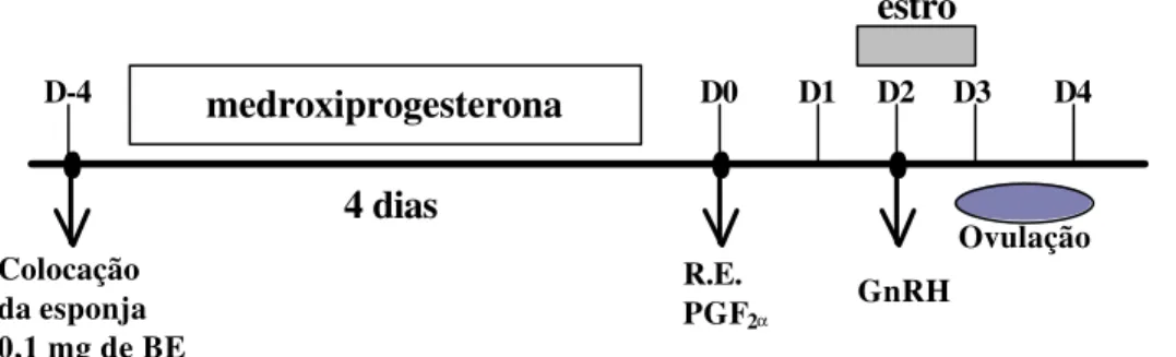 FIGURA 2- Representação esquemática do protocolo I de  indução/sincronização do estro em ovinos do  Grupo experimental I  (n=12), com emprego de esponja vaginal impregnada com 60 mg de  medroxiprogesterona (MAP) por 4 dias, e administração de 0,1 mg de  be