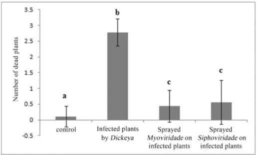 Figure 4 - Cranesbill (Geranium spp.) plants infected by 5 x 10 8 cells/mL of Dickeya dadantii sip4 and treated by 3 x 10 9 PFU/mL of Siphoviridae and Myoviridae related bacteriophages, plant in control group treated with DDW, and plants in bacteria group 