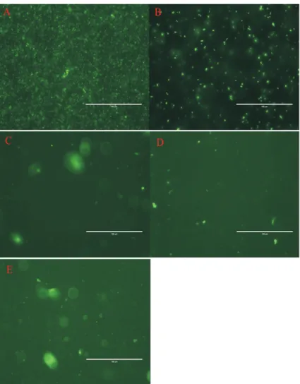 Figure 1 - Fluorescent detection of L. plantarum-GFP under fluorescence microscopy. A: fluorescent E