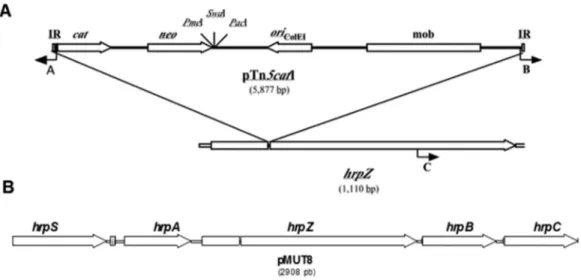 Figure 3 - A. The insertion of pTn5cat1 into the hrpZ gene. IR, inverted repeated; cat, chloramphenicol acetyltransferase; neo, neomycin phosphotransferase; ori ColE1 , replication origin type ColE1; mob, mobilization region from RP4