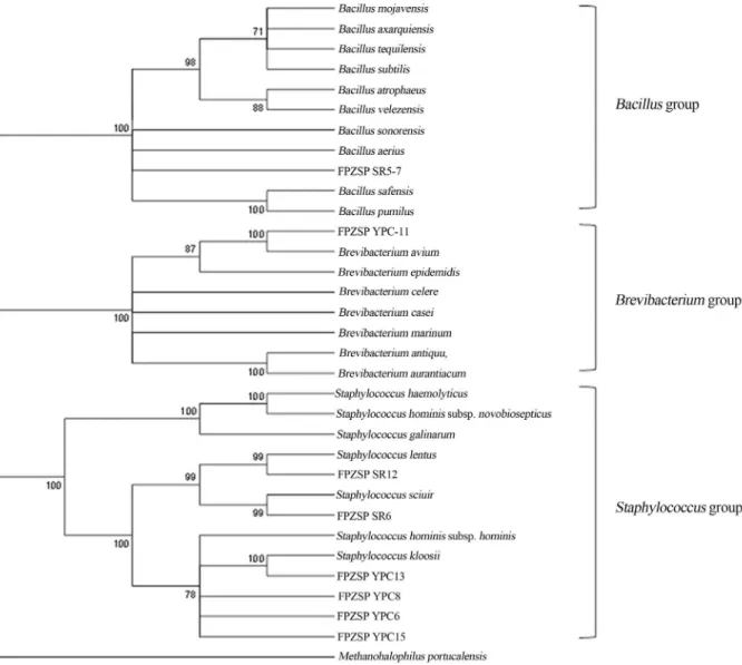 Figure 2 - Phylogenetic tree showing the position of the halotolerant isolates, as based on a partial 16S rRNA gene sequence comparison obtained by neighbor-joining and maximum-likelihood trees