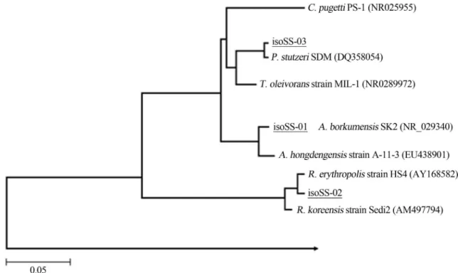 Figure 1 - Phylogenetic tree based on 16S rRNA gene sequences for bacterial strains (isolates isoSS-01, -02 and -03) used in this study