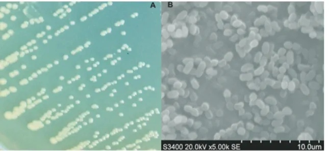 Figure 1 - Colonies and cells of strain BJ71. (A) Photograph of BJ71 colonies on LB agar plate (B) Scanning electron micrograph of BJ71 cells.