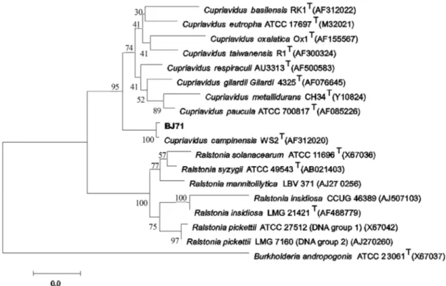 Figure 2 - NJ tree based on 16S rRNA gene (1,390 bp) sequences showing the phylogenetic relationship between strain BJ71 and other related species in genera Ralstonia and Wautersia sp
