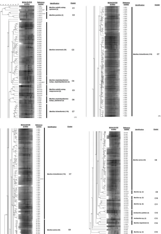 Figure 2 - Cluster analysis of BOXA1R-PCR fingerprints and 16S gene sequencing of thermophilic bacteria strains