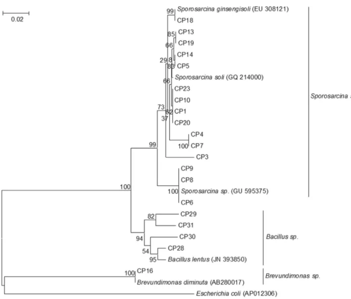 Figure 1 - Neighbor-joining tree based on partial 16S rRNA gene sequences showing the phylogenetic relationship of the 20 isolates and their closest rel- rel-atives