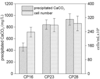 Figure 2 - Comparison of the growth rate and capability of inducing cal- cal-cium carbonate precipitation among the strains of B