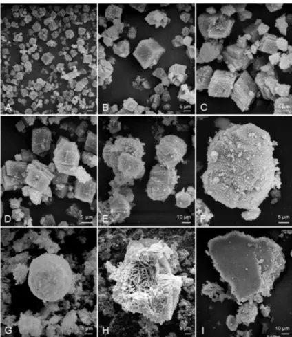 Figure 4 - SEM micrographs revealing the different morphologies of calcite crystals induced by B
