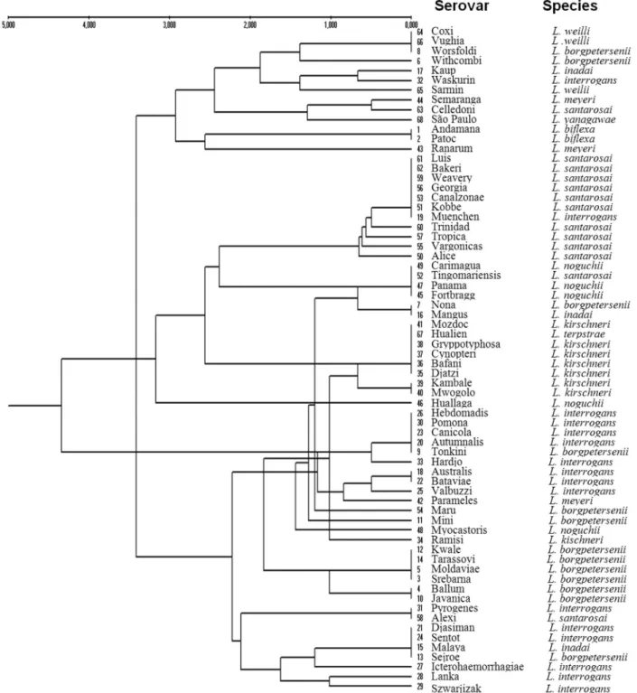 Figure 2 - Dendrogram constructed by joint analysis of the bands generated by the restriction endonucleases TaqI, Tru1I, Sau3AI, and MslI.