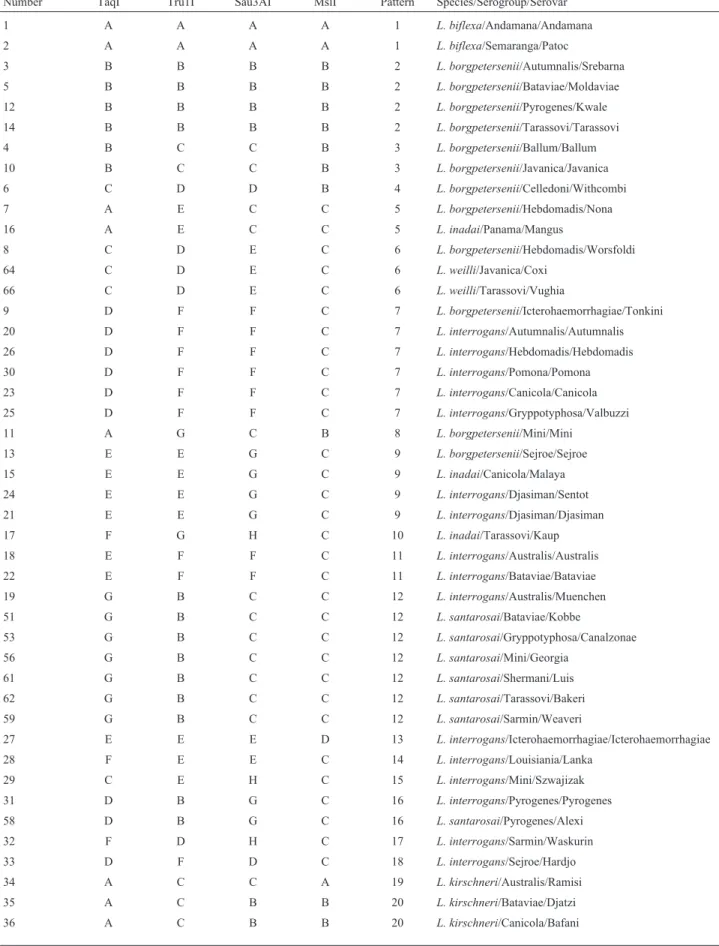 Table 3 - Grouping of the serovars, serogroups and species of the Leptospira genus based on the restriction patterns generated with the four endonucleases.