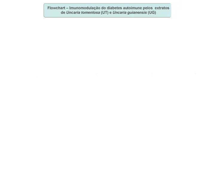 Figura ii – “Imunomodulação do diabetes autoimune (tipo 1) pelos extratos de U. tomentosa  e  U