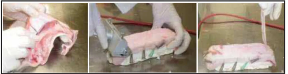 Figura 6: Pele do porco sendo preparada para ser utilizada no teste de permeação cutânea