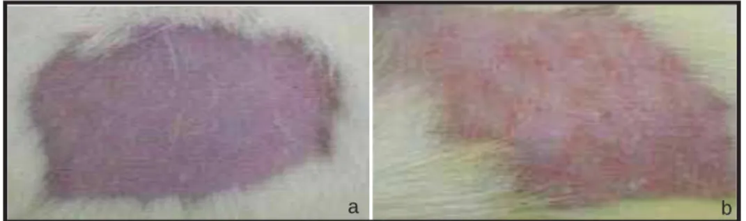 Figura 9: a) Dorso do rato após a depilação manual e b) dorso do rato que recebeu  aplicação do Gel 2 após 72 horas 