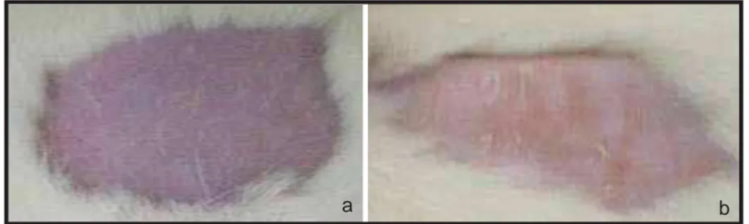 Figura 11: a) Dorso do rato após a depilação manual e b) dorso do rato que recebeu  aplicação do Gel 4 após 72 horas 