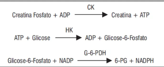 Figura 03: Cascata bioquímica que possibilita a determinação da CK por espectrofotometria
