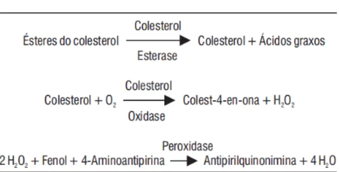 Figura 05: Cascata bioquímica que possibilita a determinação do colesterol por espectrofotometria