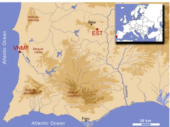 Fig. 2 a Circular hut from E.T.A.R de Vila Nova de Mil Fontes. b Studied artifacts from VNMF as analyzed, i.e., recovered by the brownish carbonate soil-derived crust and green oxidized corrosion patinas: