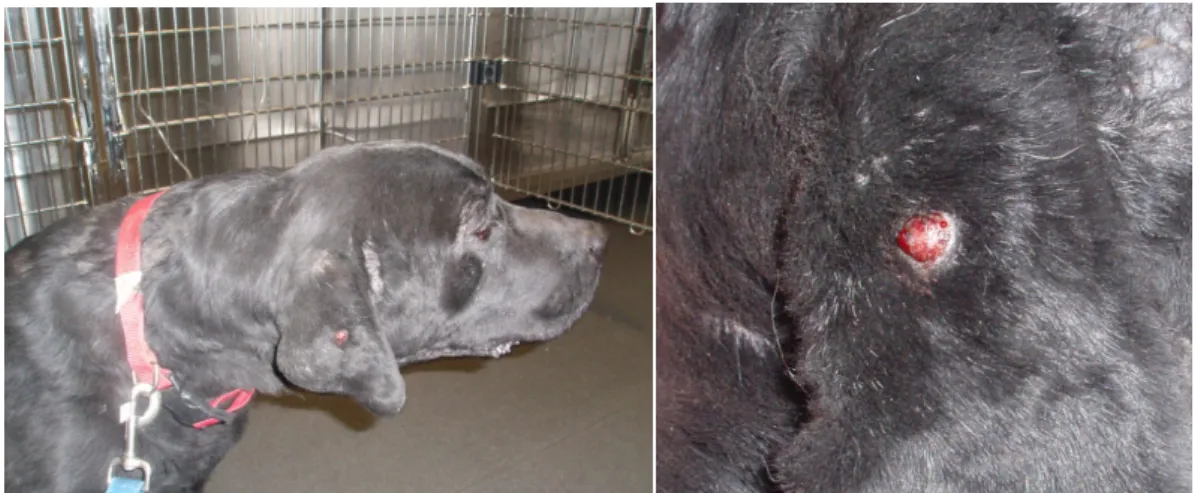 Figura 2: Aspecto macroscópico do histiocitoma cutâneo canino no pavilhão auricular de um  canídeo da raça Retriever do Labrador (à direita) e respectiva ampliação (à esquerda)