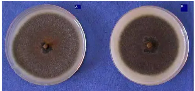 Figura 1: Crescimento micelial do isolado I-13 na ausência (A) e na presença (B) de tiofanato  metílico (1000 µg.mL  -1 ), após sete dias de incubação