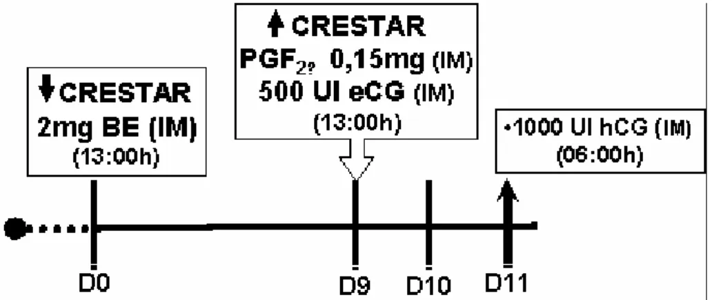 FIGURA 1: Tratamento hormonal administrado ao Grupo 1 (n=8), com a  aplicação de eCG (500UI) no dia 9 e hCG (1000UI) no dia 11 do protocolo para  sincronização da ovulação