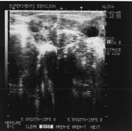 FIGURA 6: Avaliação do diâmetro folicular ovariano de búfala (553), no  momento da indução da ovulação (D11, 18:00h) através do uso da  ultra-sonografia