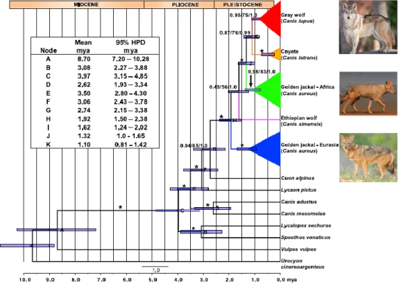 Figure 4 – Phylogenetic tree based on analysis of tw enty nuclear gene segments (adapted from Koepfli  et al