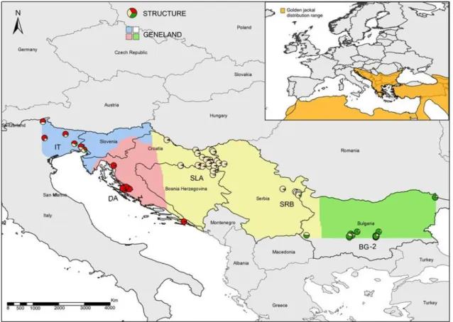 Figure 5 – Patterns of genetic structure of Golden Jackal in Europe based in the analysis of 14 microsatellites and  according to results from