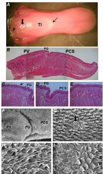 Figura  6  –  Análise  macroscópica,  histológica  e  Microscopia  Eletrônica  de  Varredura  (MEV)  da  língua  do  camundongo  sem  infecção  por  C
