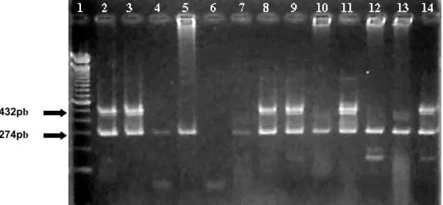 FIGURA  3. Positividade na reação de hn-RT-PCR em “pool” de materiais  colhidos dos camundongos inoculados experimentalmente e sacrificados  em diferentes momentos
