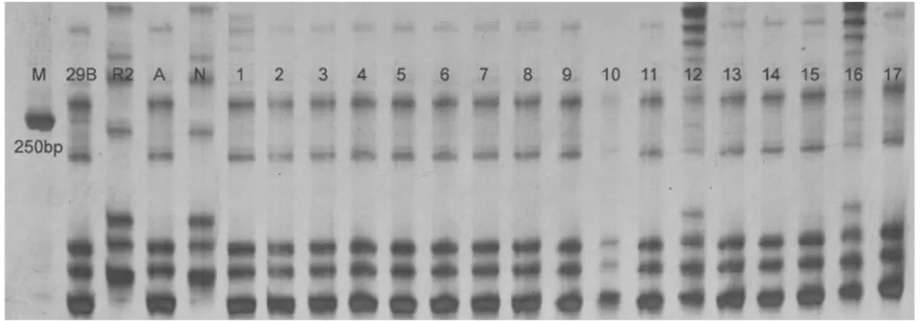 Figure 3 - Polymerase chain reaction profiles produced by the simple sequence repeat (SSR) marker RM3459 in Ch-29B, R2, two bulks A (aromatic) and N (non-aromatic) and F 2 recessive plants.