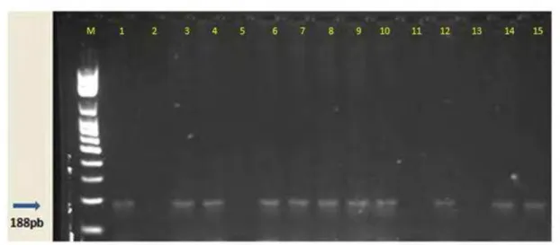 Figura 4: Gel de agarose à 1,0% corado com Gelred TM . Amplificação dos fragmentos de 188  pb do Trypanosoma cruzi pela PCR, em 13 amostras de hemocultura de cães de  Botucatu-SP