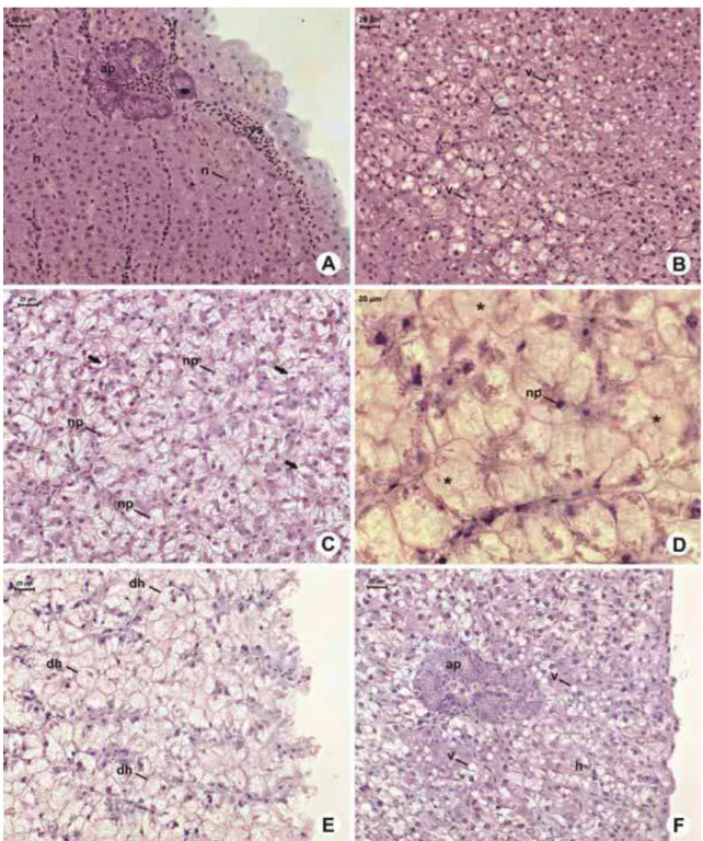 Figura 1: Secções histológicas de fígados de O. niloticus submetidos ao teste  hematoxilina-eosina