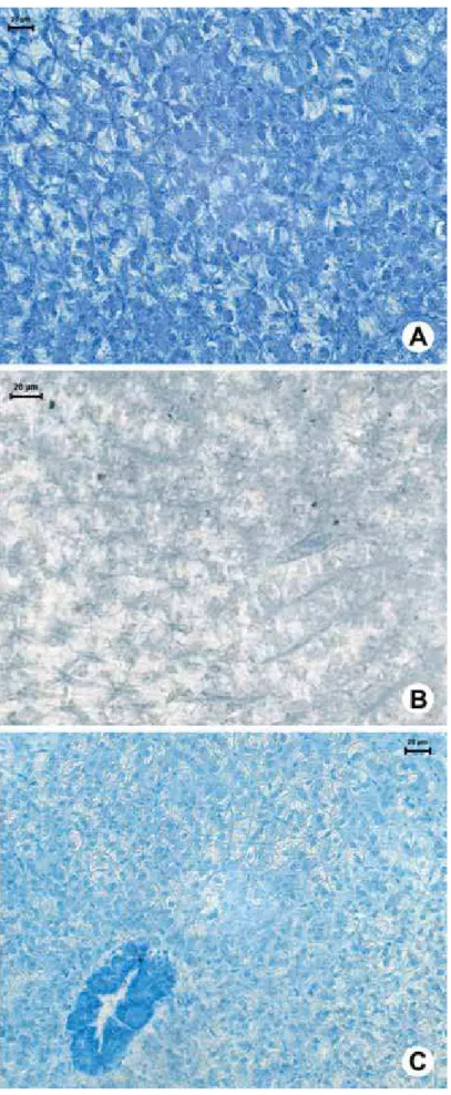 Figura 2: Secções histológicas de fígados de O. niloticus submetidos ao teste azul de  bromofenol (A), sudan black B (B) e azul do Nilo (C)