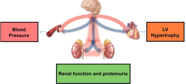 Figure 2: Impact of RDN on blood pressure and on target organ damage   – left ventricle mass and renal function/proteinuria.