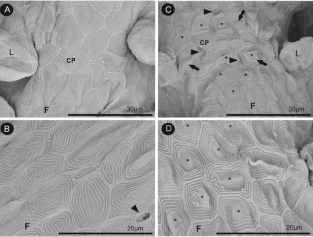 Figura 1:  Micrografias eletrônicas de varredura de brânquias de  O. niloticus.  A e  B: 