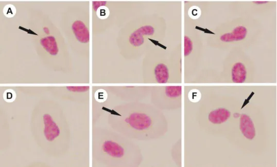 Figura 1: Eritrócitos de O. niloticus, expostos à vinhaça tratada com cal. A. Eritrócito  com micronúcleo (seta); B