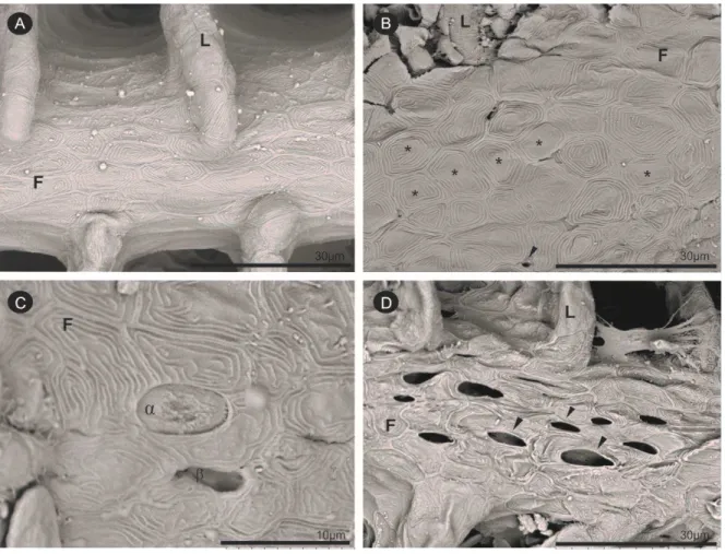 Figura 1: Micrografias eletrônicas de varredura de brânquias de O. niloticus. A: Grupo  Controle;  B,  C  e  D:  Grupos  expostos  à  vinhaça  tratada;  (F):  filamento  primário;  (L): 