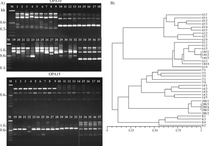 Figure 1 - A) RAPD amplicons produced by the OPA10 and OPA15 primers with DNA from different Bemisia tabaci biotypes