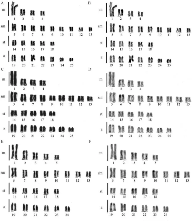 Figure 1 - Karyotypic forms of the Astyanax scabripinnis species complex: (A, B) Karyotype A (Astyanax paranae) from the Verde and Açungui Rivers;