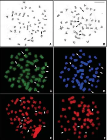 Figure 4 - Metaphases of the karyotypic form C (unidentified species of the Astyanax scabripinnis species complex) evidencing (A, B) the  Ag-NOR bearing chromosomes; (C) Chromomycin A 3 positive or GC-rich sites; (D) sequential DAPI negative or AT-negative