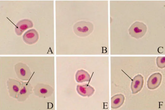 Figura 1: Eritrócitos de O. niloticus, expostos à vinhaça. A. Eritrócito com micronúcleo (seta); B