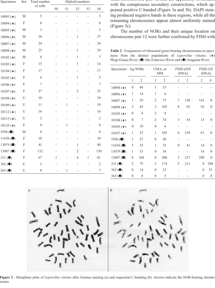Figure 2 - Metaphase plate of Leporellus vittatus after Giemsa staining (a) and sequential C-banding (b)