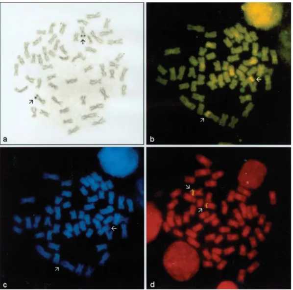 Figure 3 - Metaphase plates of Leporellus vittatus: silver staining (a); sequential CMA 3 (b) and DAPI (c) staining; FISH with 45S ribosomal DNA probe (d)