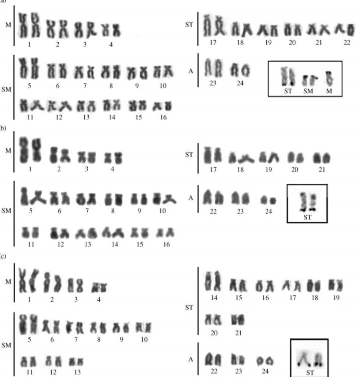 Figure 3 - Giemsa-stained karyotypes and NOR-bearing chromosomes after silver nitrate staining (inbox) of Astyanax fasciatus from Contas River (a), Preto do Costa River (b), and Mineiro Stream (c).