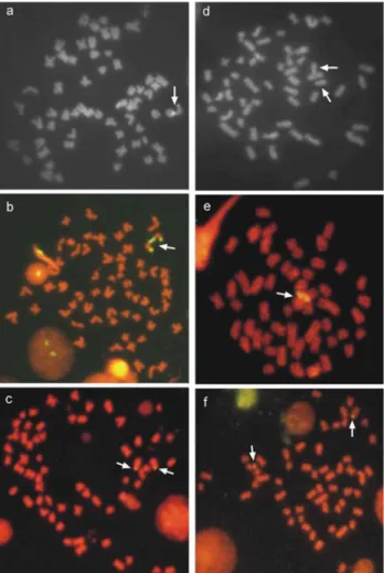 Figure 3 - Metaphases of Conorhynchus conirostris: (a) chromomycin A 3