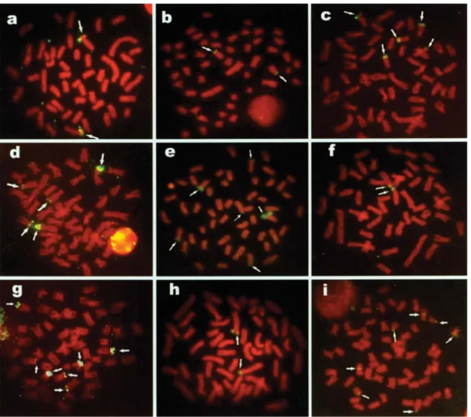 Figure 1 - Localization of 18S rDNA sites (arrows in (a) Astyanax altiparanae; (b) A. lacustris; (c) A