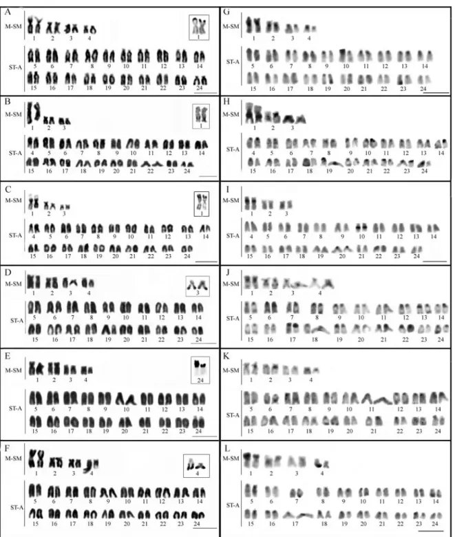 Figure 1 - Conventional Giemsa-stained and C-banding karyotypes of: (A and G) C. cincta; (B and H) C