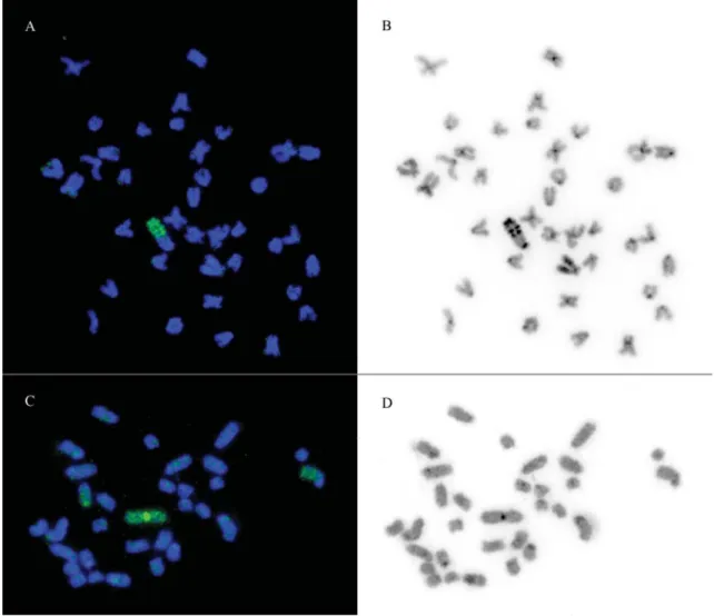 Figure 1 - Hybridization of a probe developed from a single micro- micro-dissected autosome of Eigenmannia sp