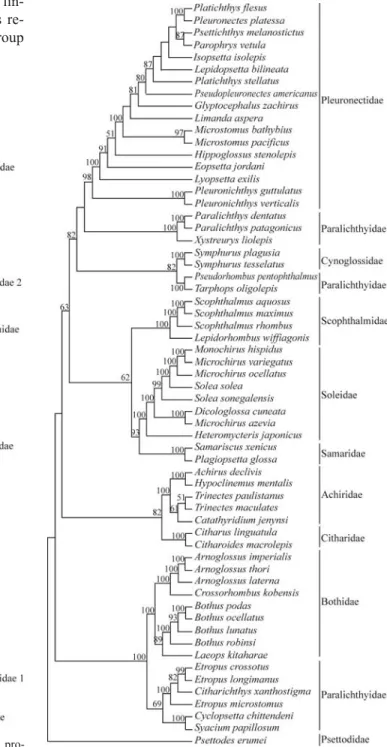 Figure 2 - Pleuronectiforms consensus maximum-parsimony tree pro- pro-duced when gaps were treated as missing data and the Ti/Tv ratio of 1:1 (TL = 4332, CI = 0.4084, HI = 0.5916, RI = 0.6259)