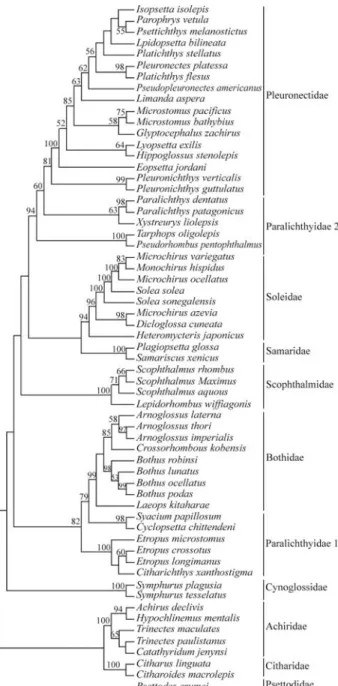 Figure 4 - Pleuronectiformes consensus tree produced by a maximum- maximum-likelihood analysis (-ln = 20707.22)